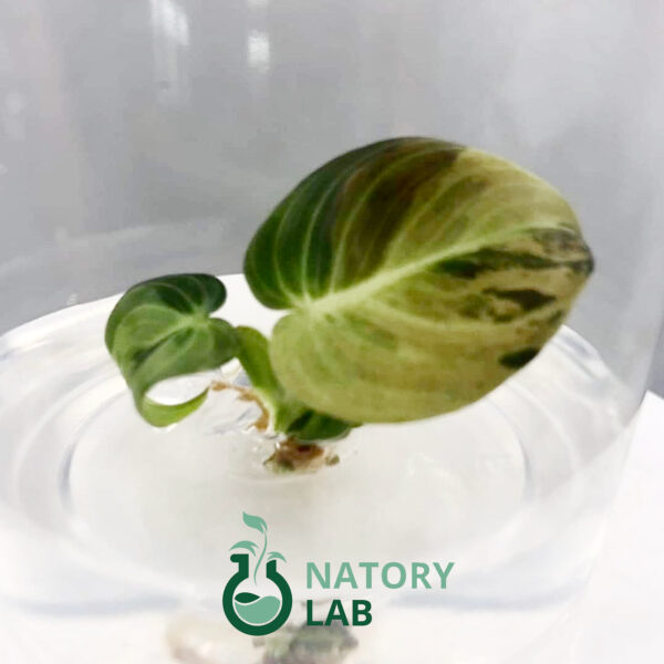 ฟิโลเดนดรอน เมลาโนด่าง Philodendron Melanochrysum Variegated - Natory Lab  แลปเพาะเลี้ยงเนื้อเยื่อไม้ด่าง